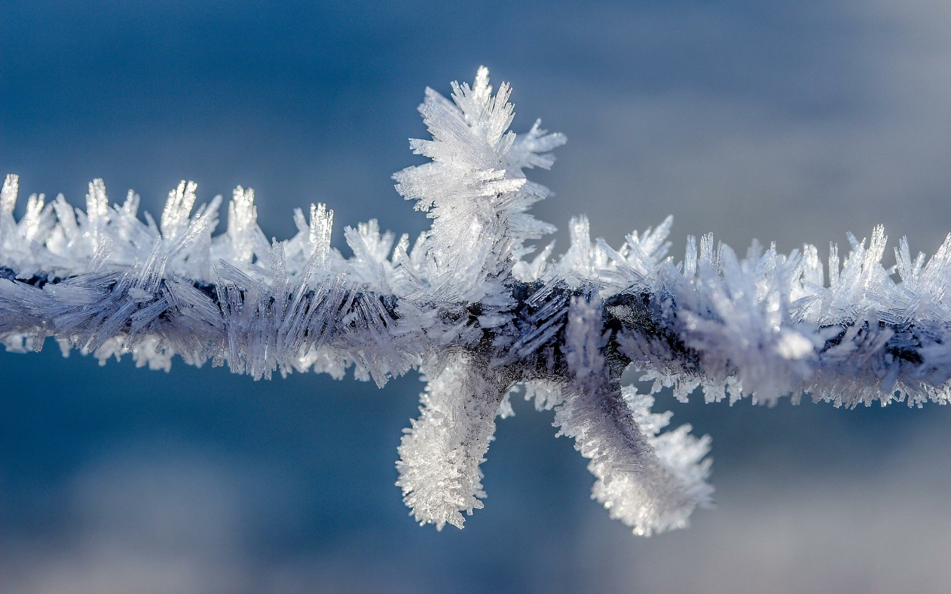 Download Branch Snow Frost Photography Macro HD Wallpaper