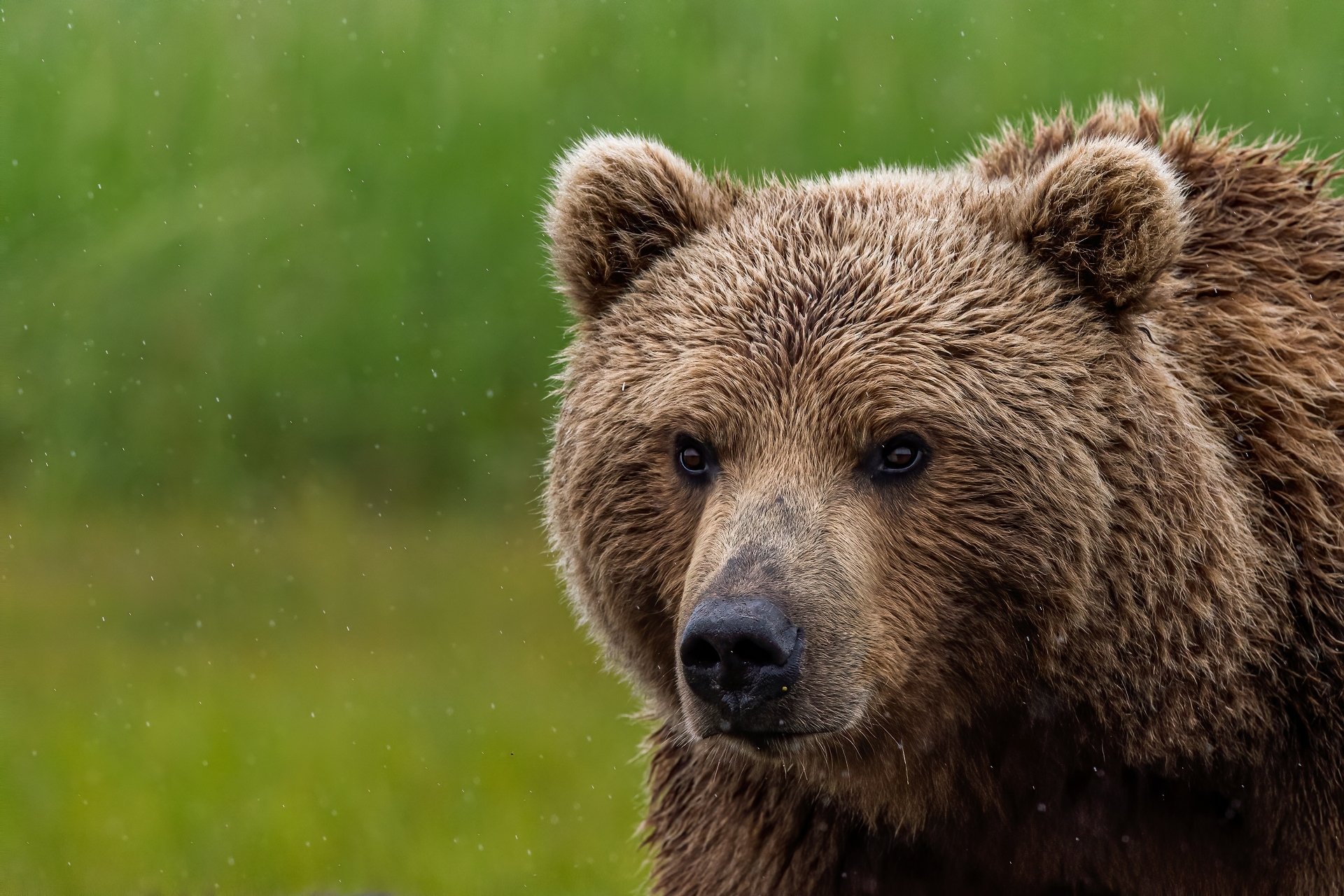 Download Animal Bear 4k Ultra HD Wallpaper