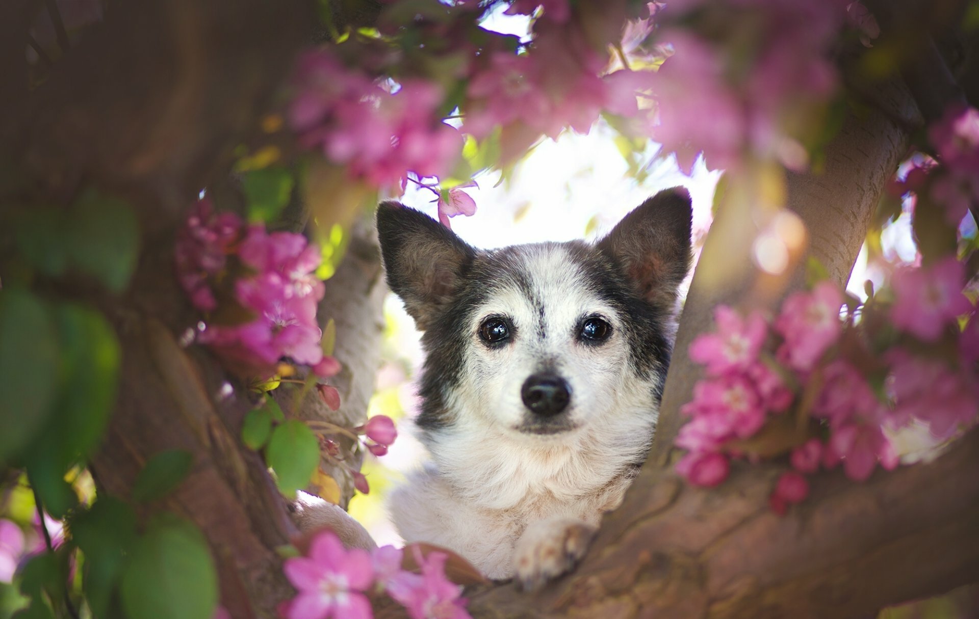 Cute Puppy in Pink Flowers