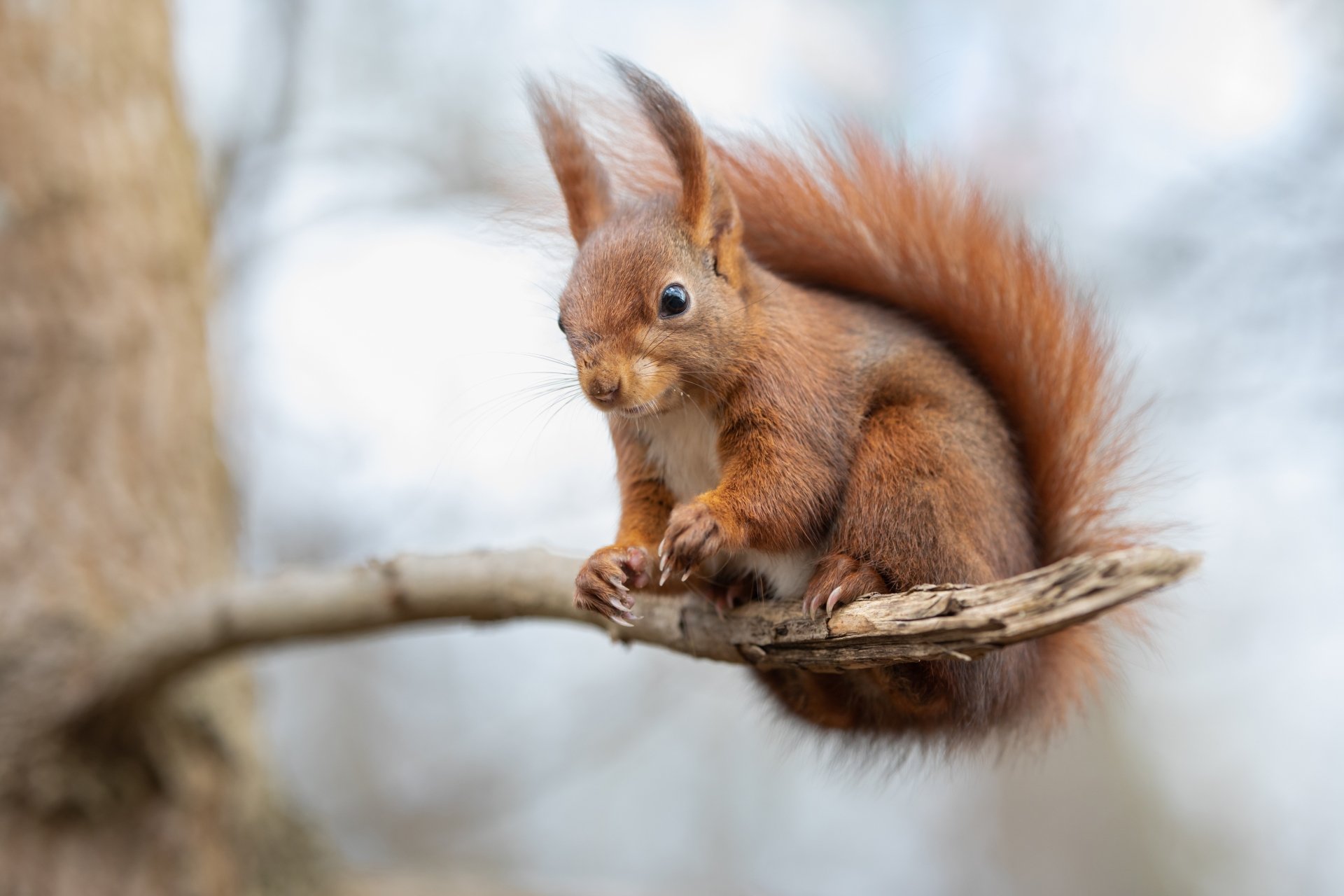 Download Rodent Animal Squirrel 4k Ultra HD Wallpaper