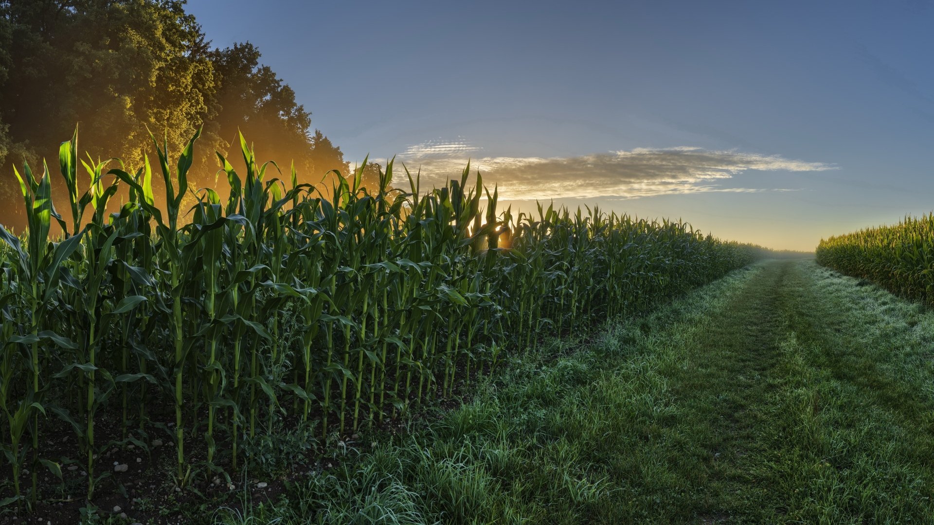 Corn Field Wallpaper Hd