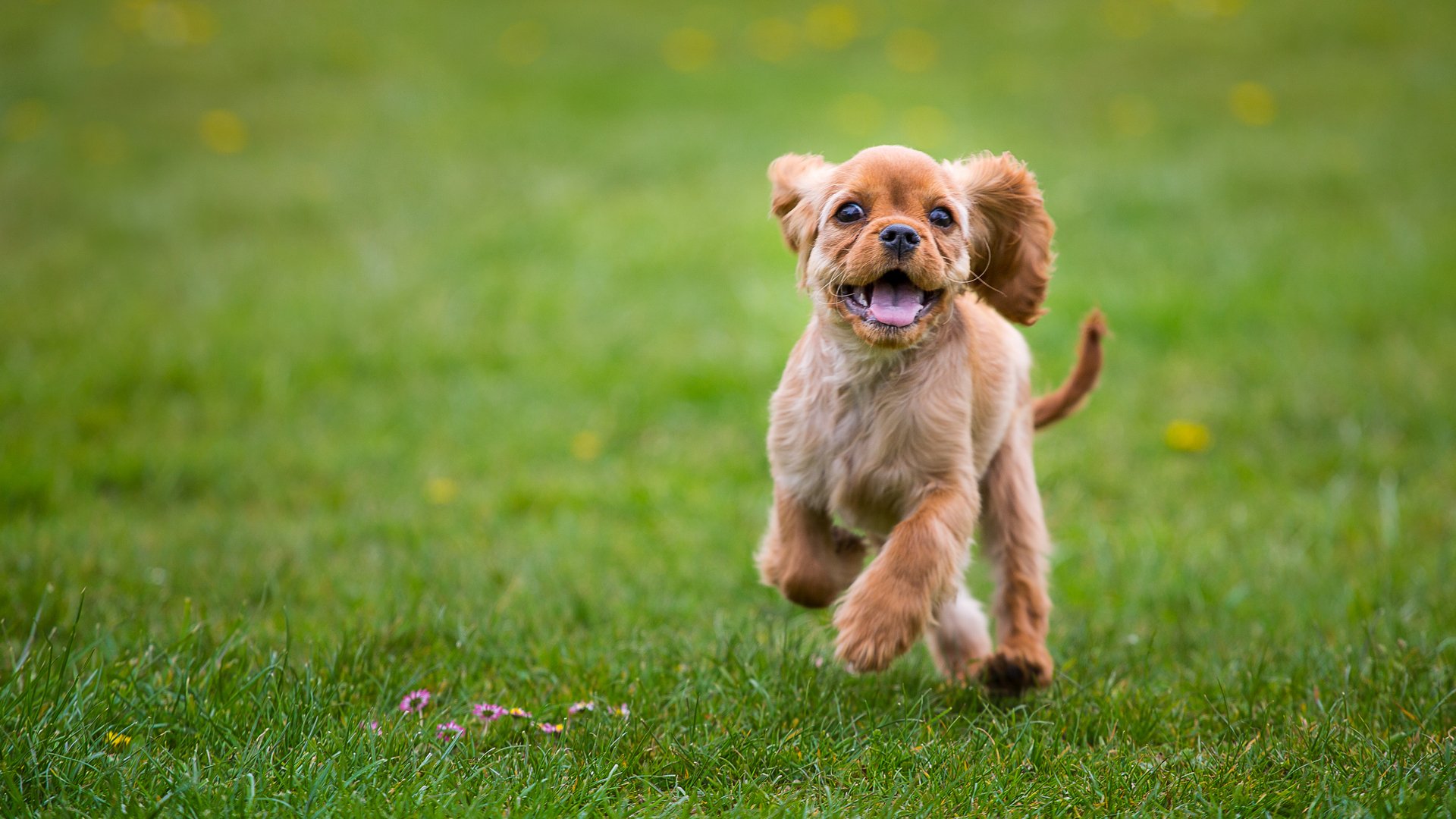Download Puppy Dog Animal Spaniel HD Wallpaper