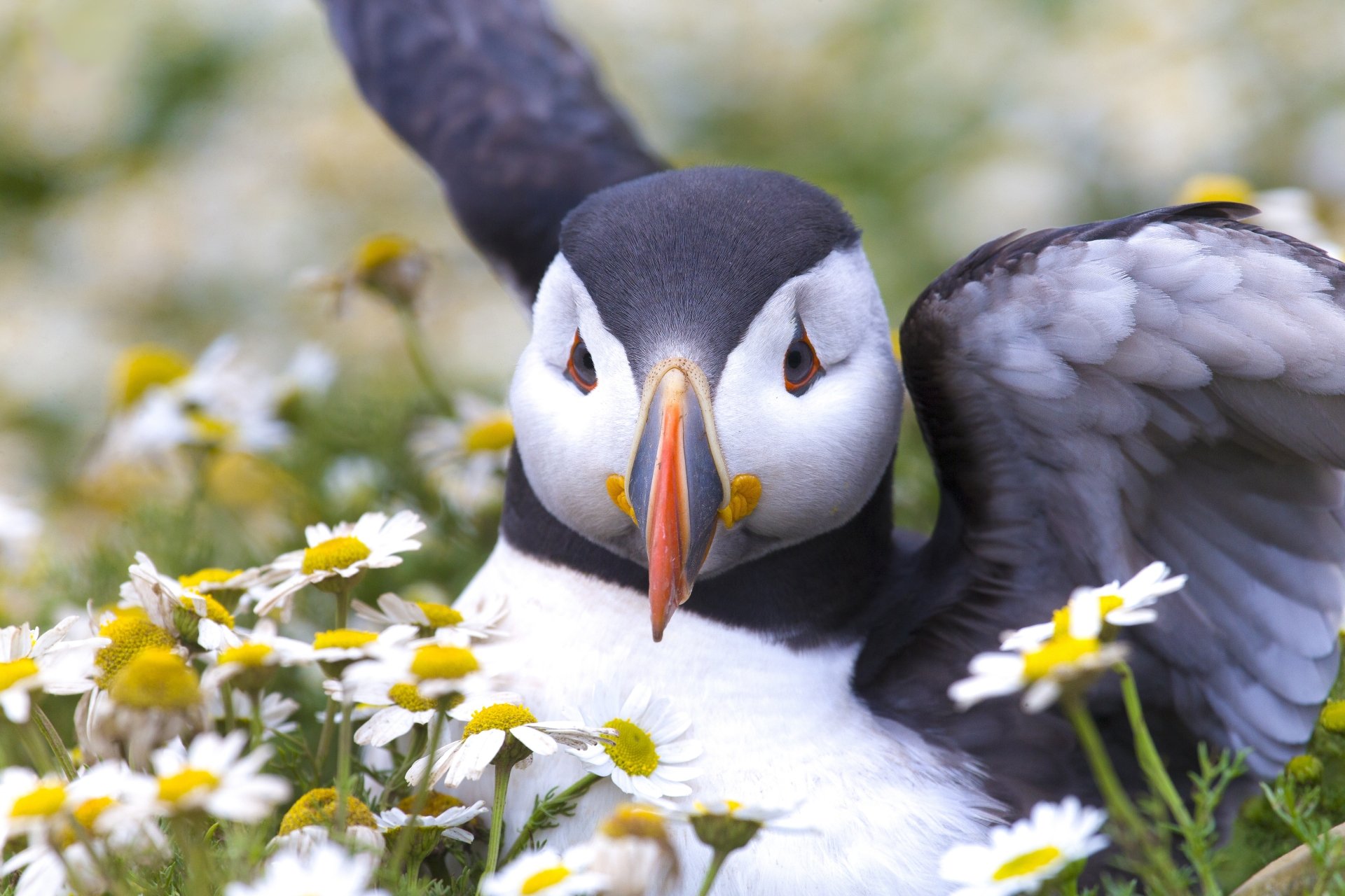 Download Animal Puffin 4k Ultra HD Wallpaper