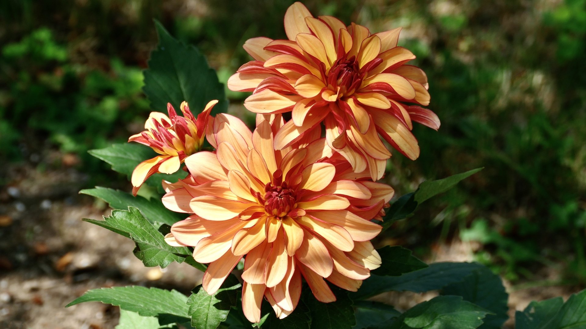 Download Nature Dahlia 4k Ultra HD Wallpaper