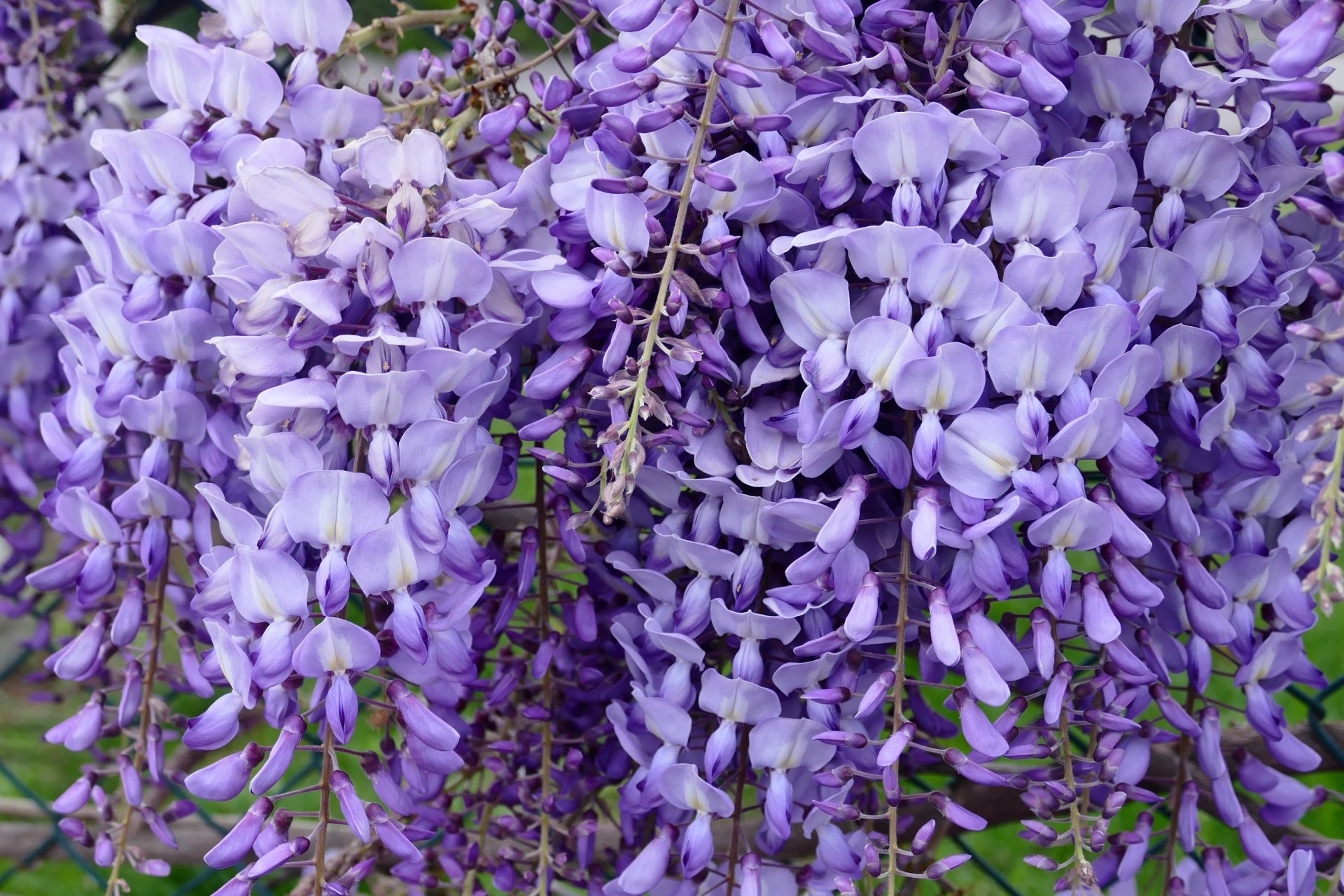 Close-up of vibrant purple wisteria flowers in full bloom, showcasing spring nature's beauty in this HD desktop wallpaper and background.