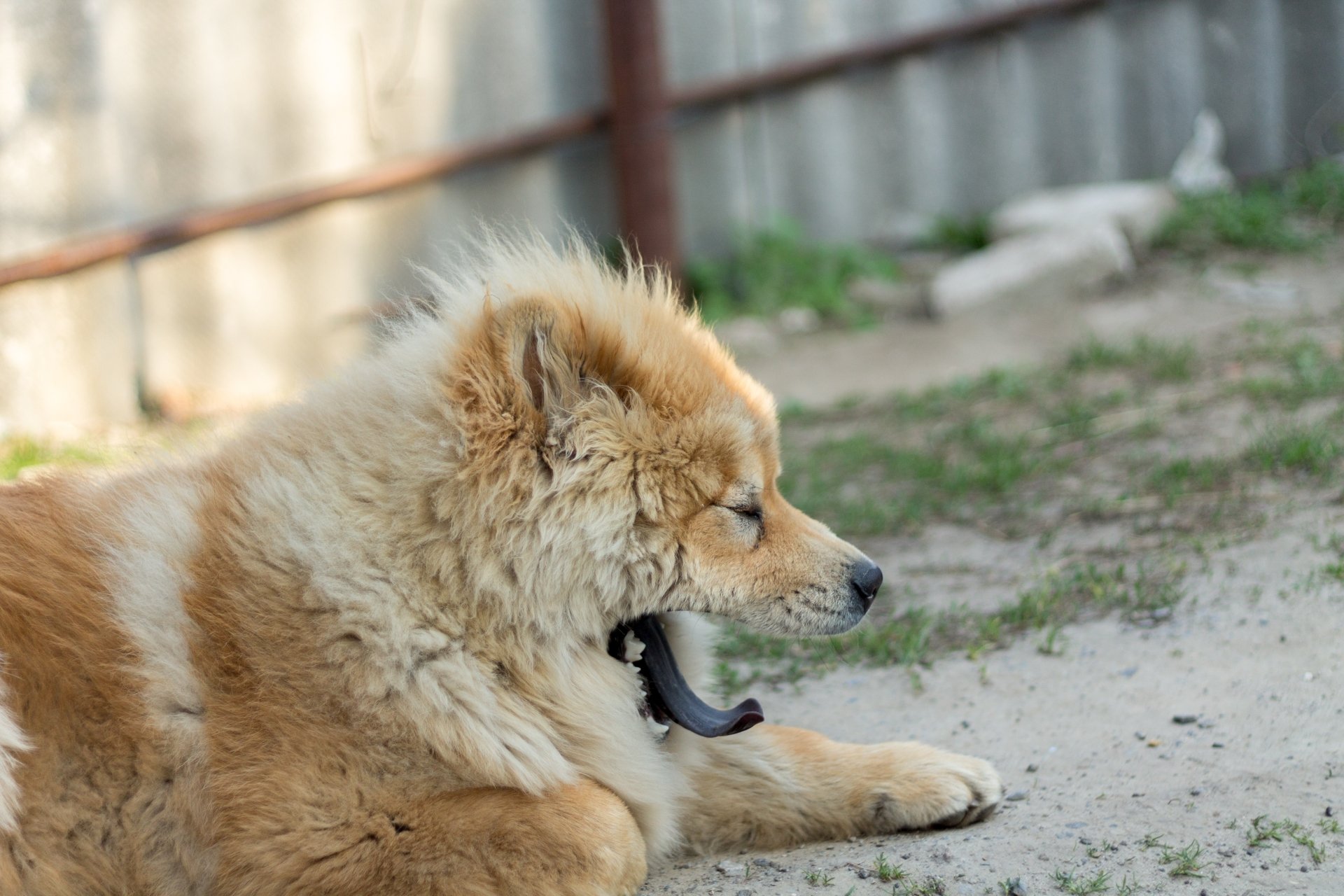 Download Dog Animal Chow Chow 4k Ultra HD Wallpaper