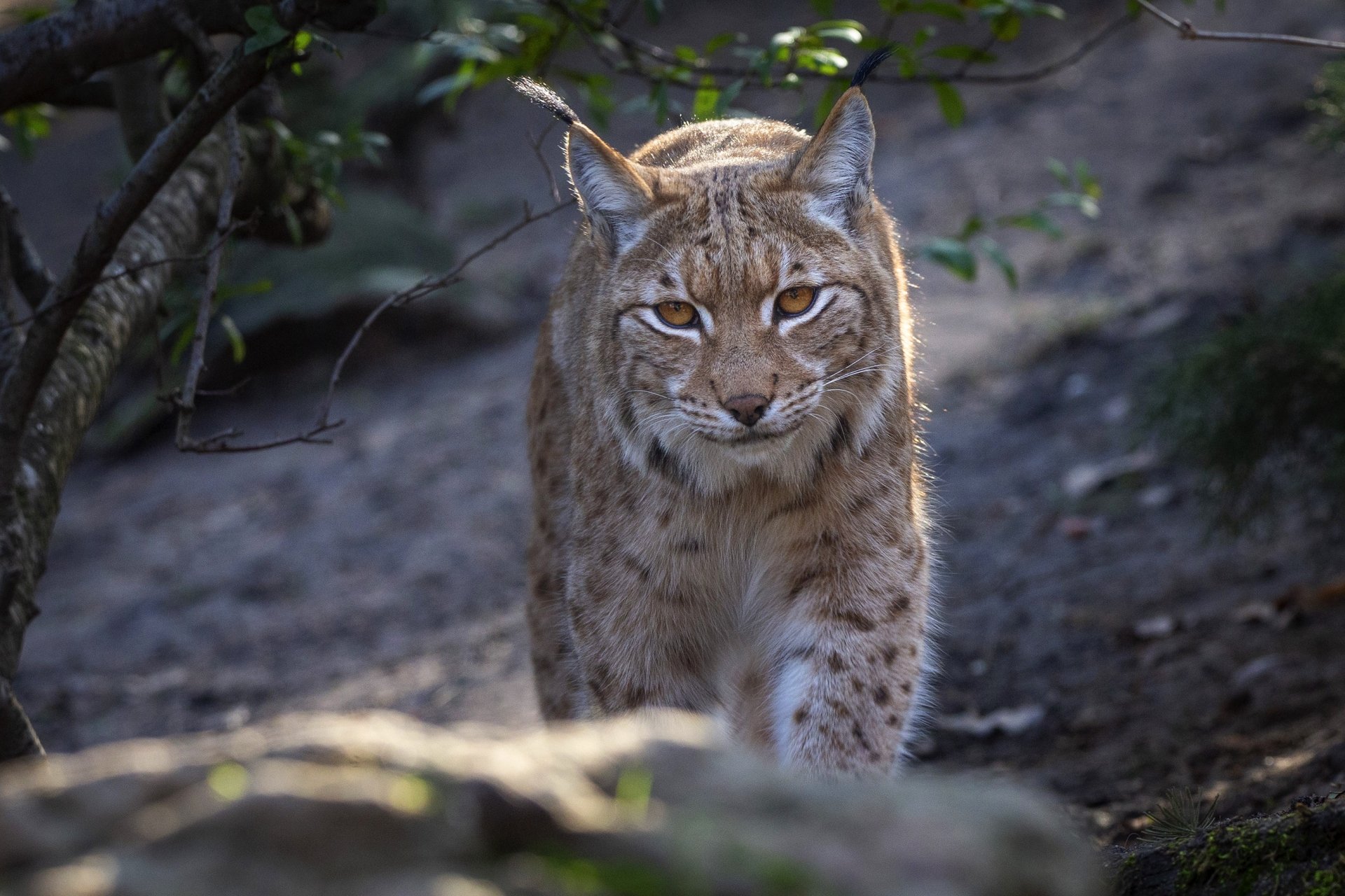 Download Animal Lynx HD Wallpaper