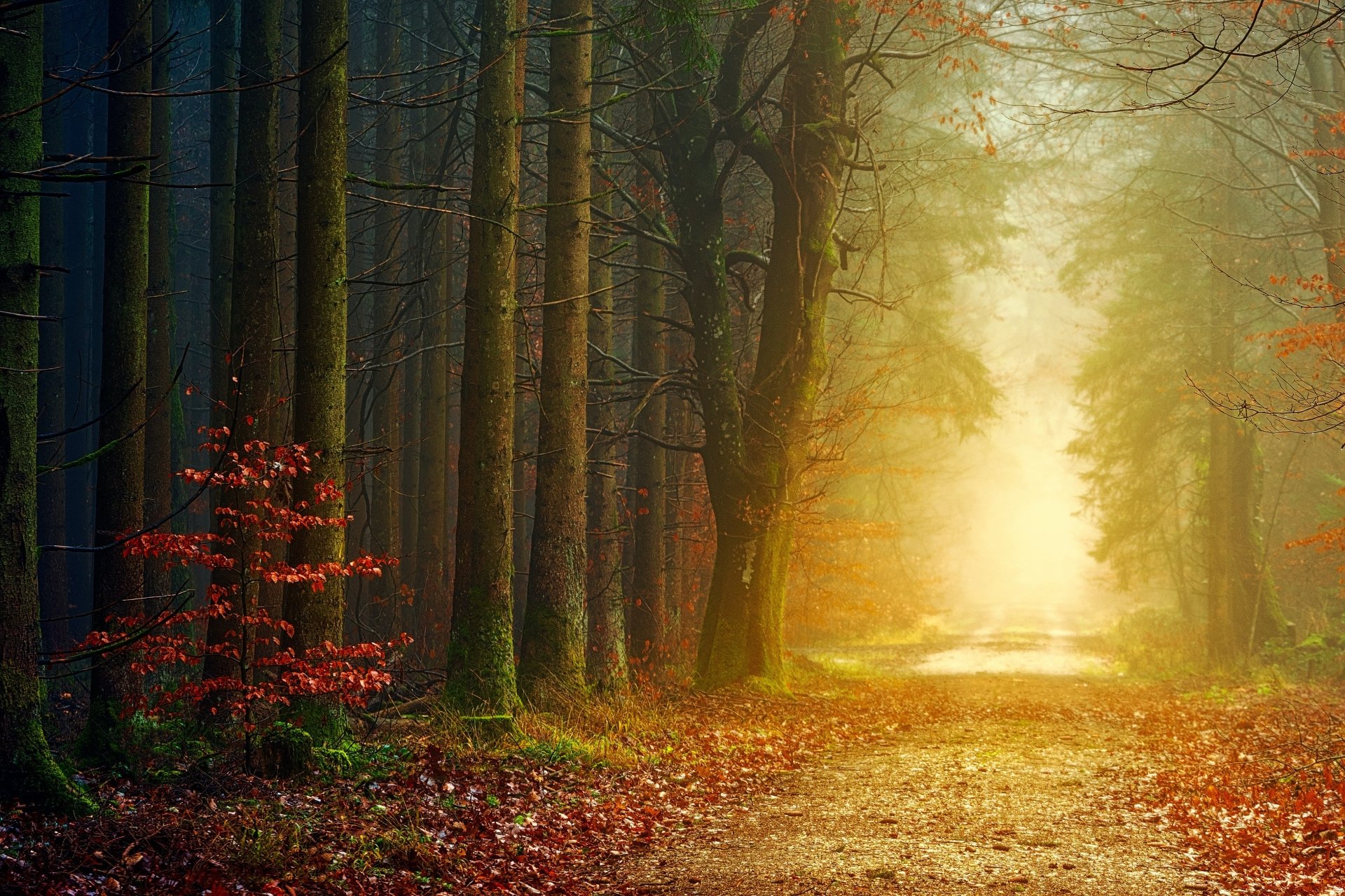 Download Fall Morning Dawn Fog Man Made Road 4k Ultra HD Wallpaper ...