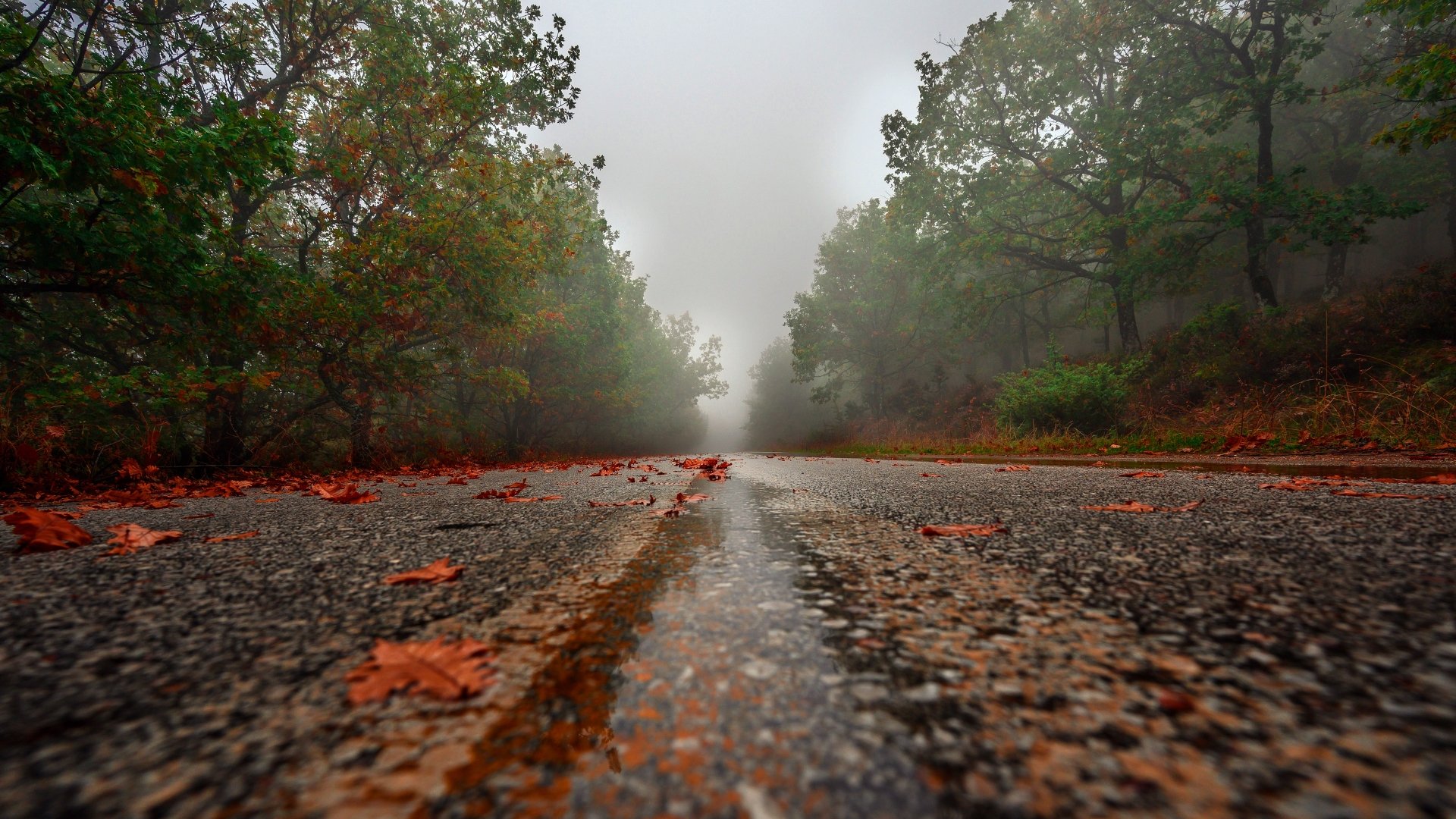 A foggy, rain-soaked road blanketed with fallen autumn leaves, captured in stunning 4K Ultra HD for a moody fall atmosphere.