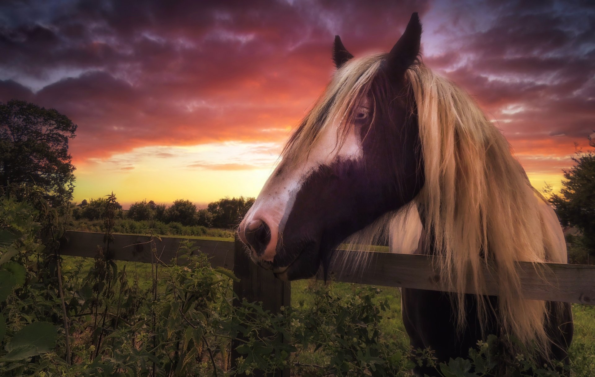 Animal Horse 4k Ultra HD Wallpaper