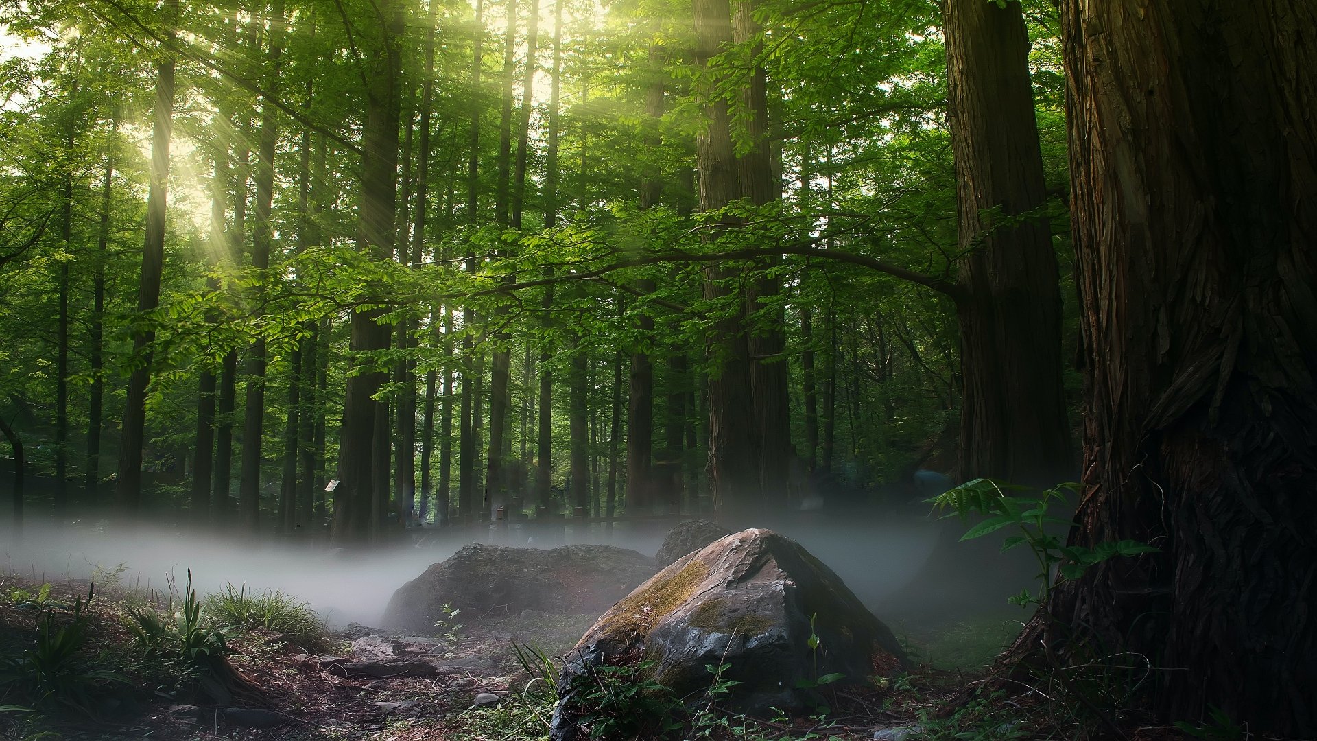 Download Boulder Morning Stone Fog Forest Nature Sunbeam 4k Ultra HD Wallpaper