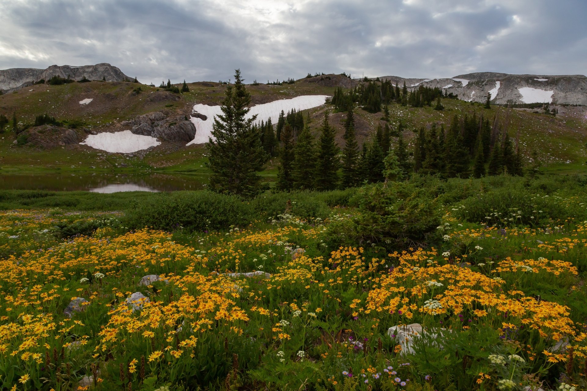 Download Fir Tree Hill Mountain Flower Cloud Meadow Nature Landscape 4k  Ultra HD Wallpaper