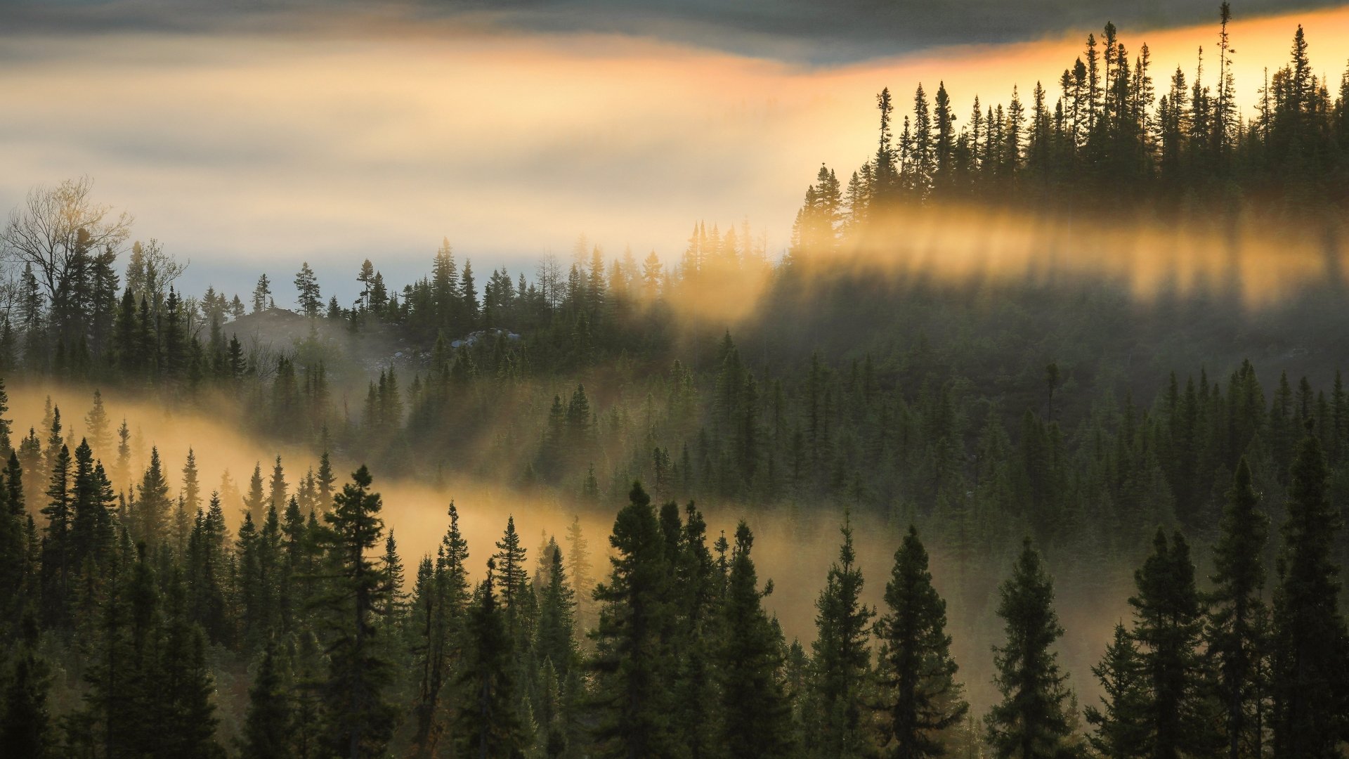 Download Fir Tree Morning Forest Nature Fog 4k Ultra HD Wallpaper