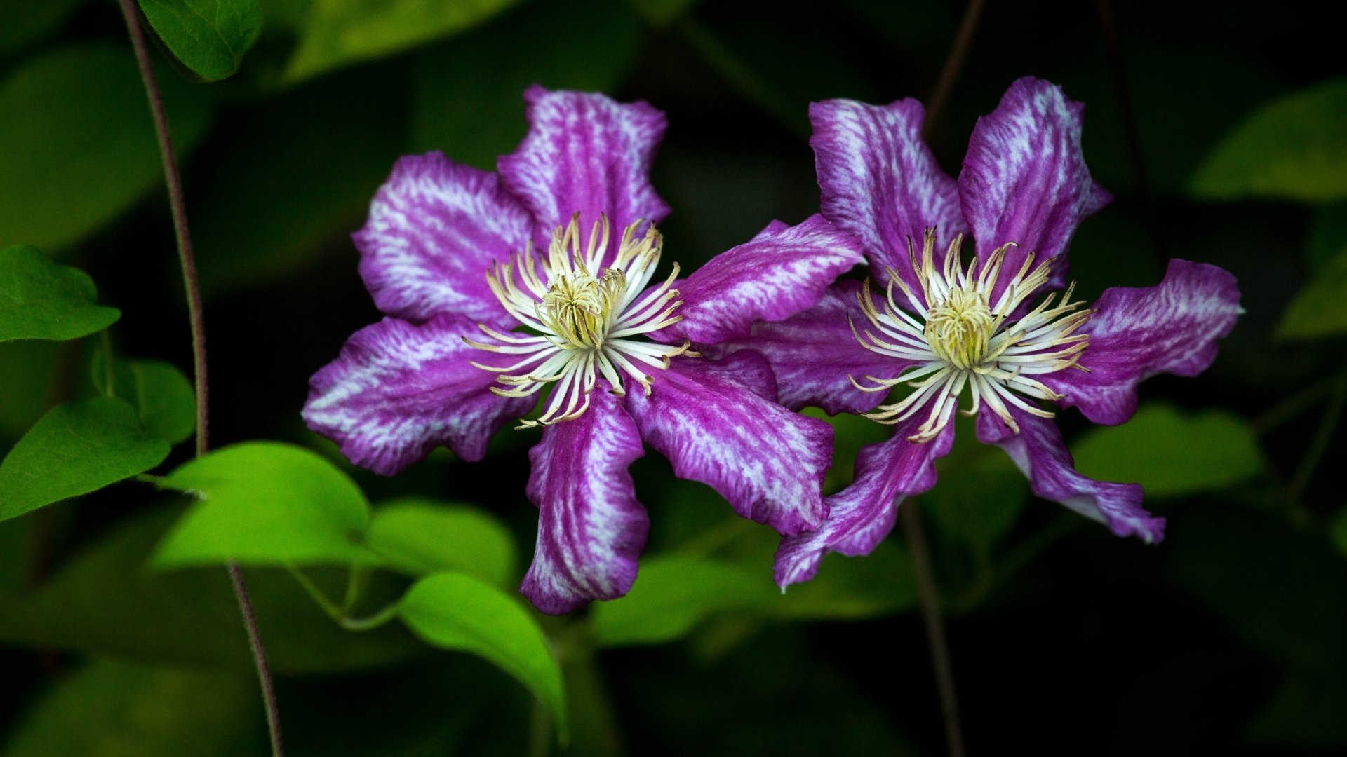 Download Flower Nature Clematis 4k Ultra HD Wallpaper