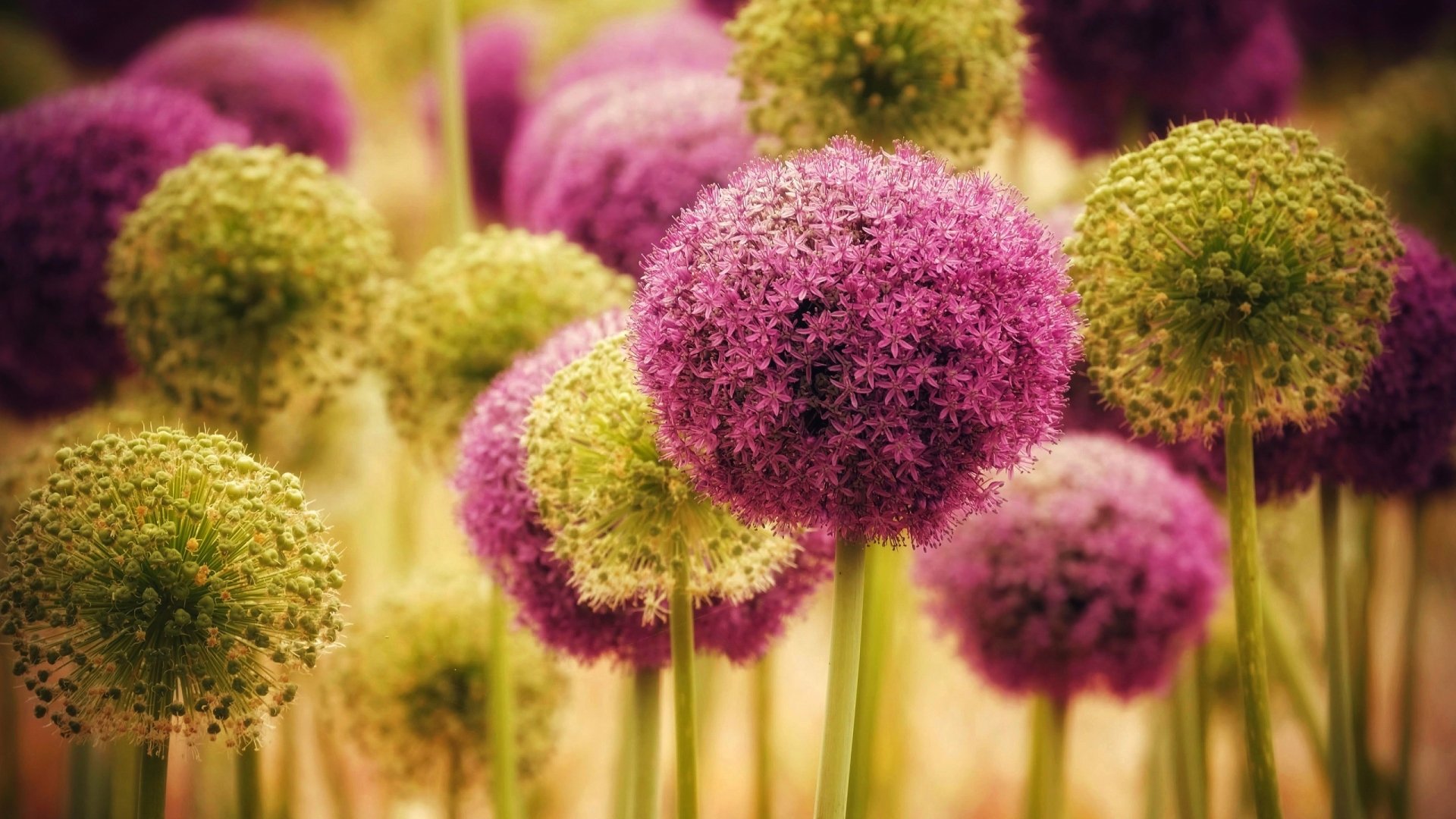 Download Flower Nature Allium HD Wallpaper