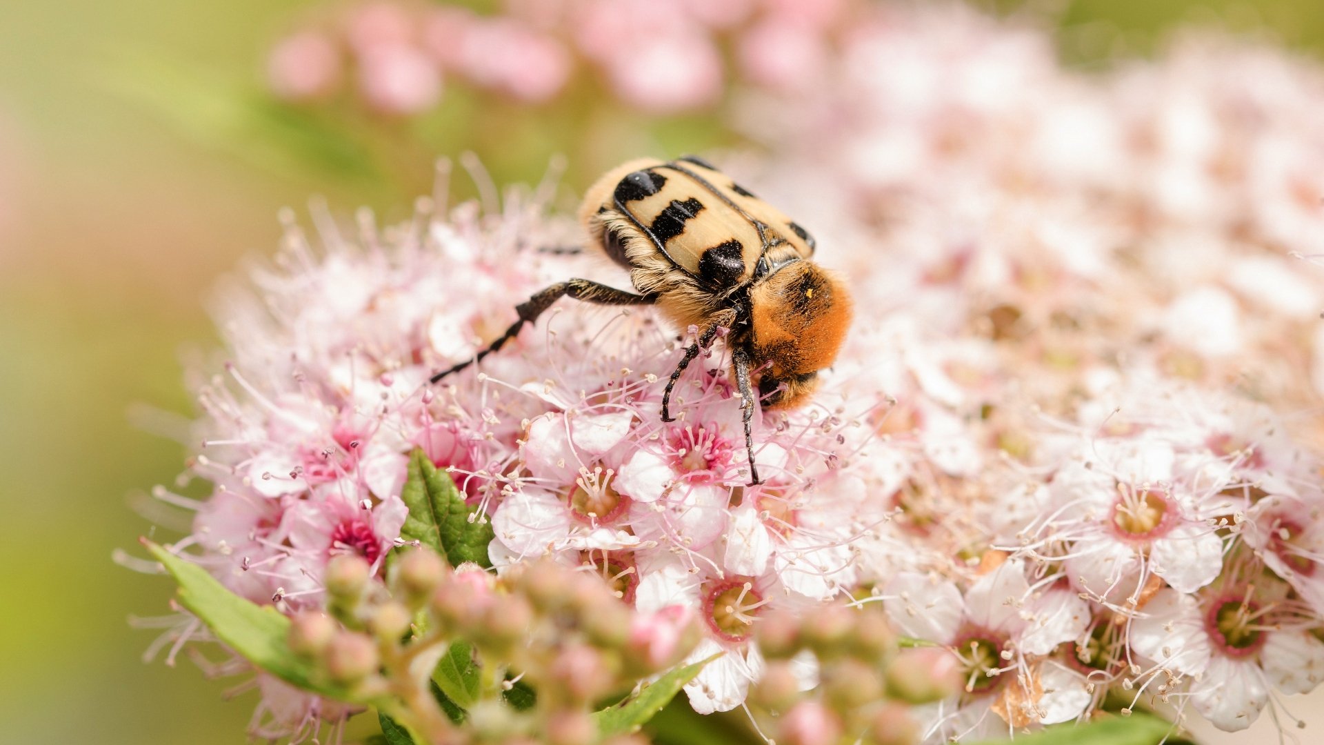 Download Spring Flower Macro Animal Beetle 4k Ultra HD Wallpaper