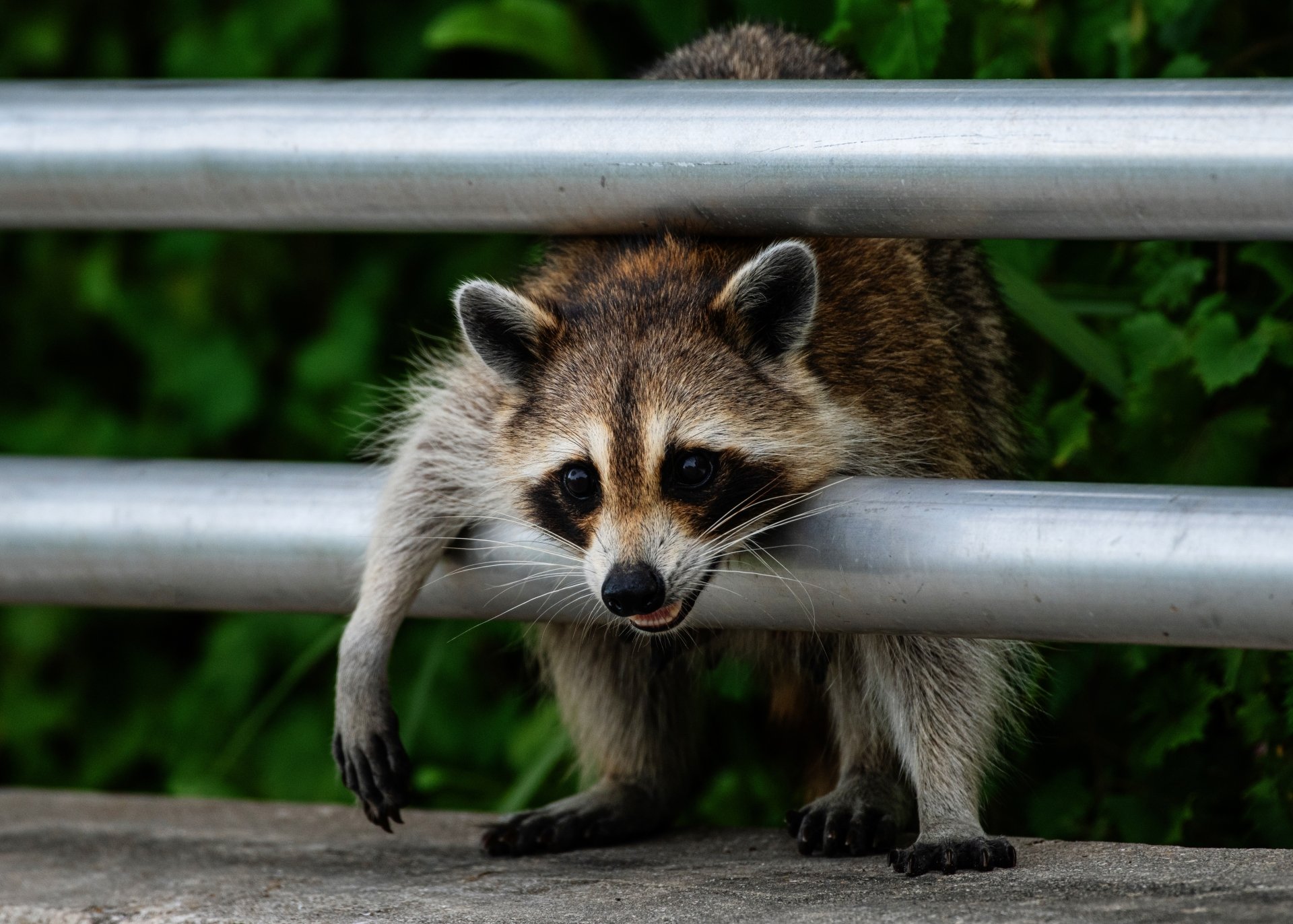 Download Animal Raccoon 4k Ultra HD Wallpaper