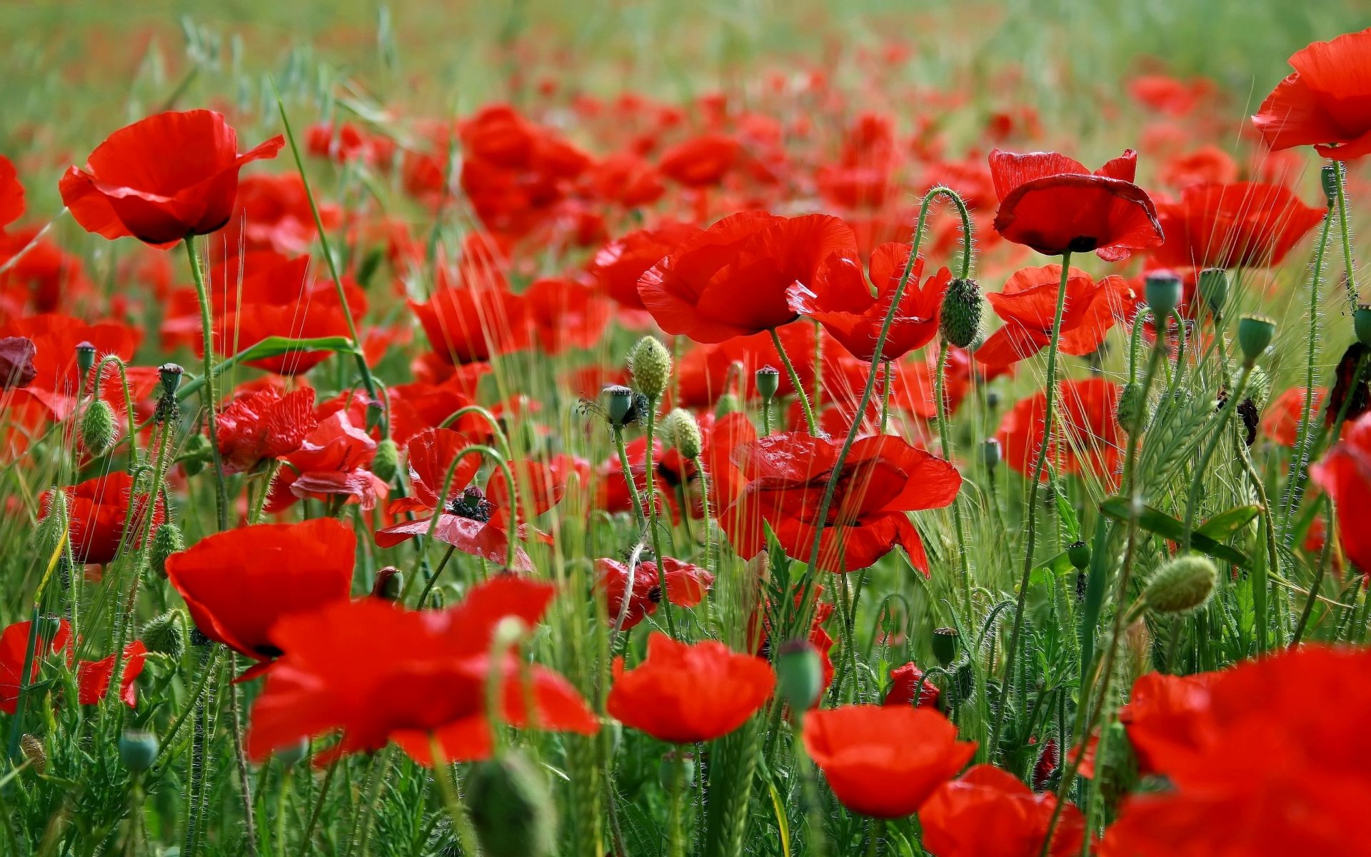 Amapola Fondo de pantalla HD | Fondo de Escritorio | 3200x2000 | ID