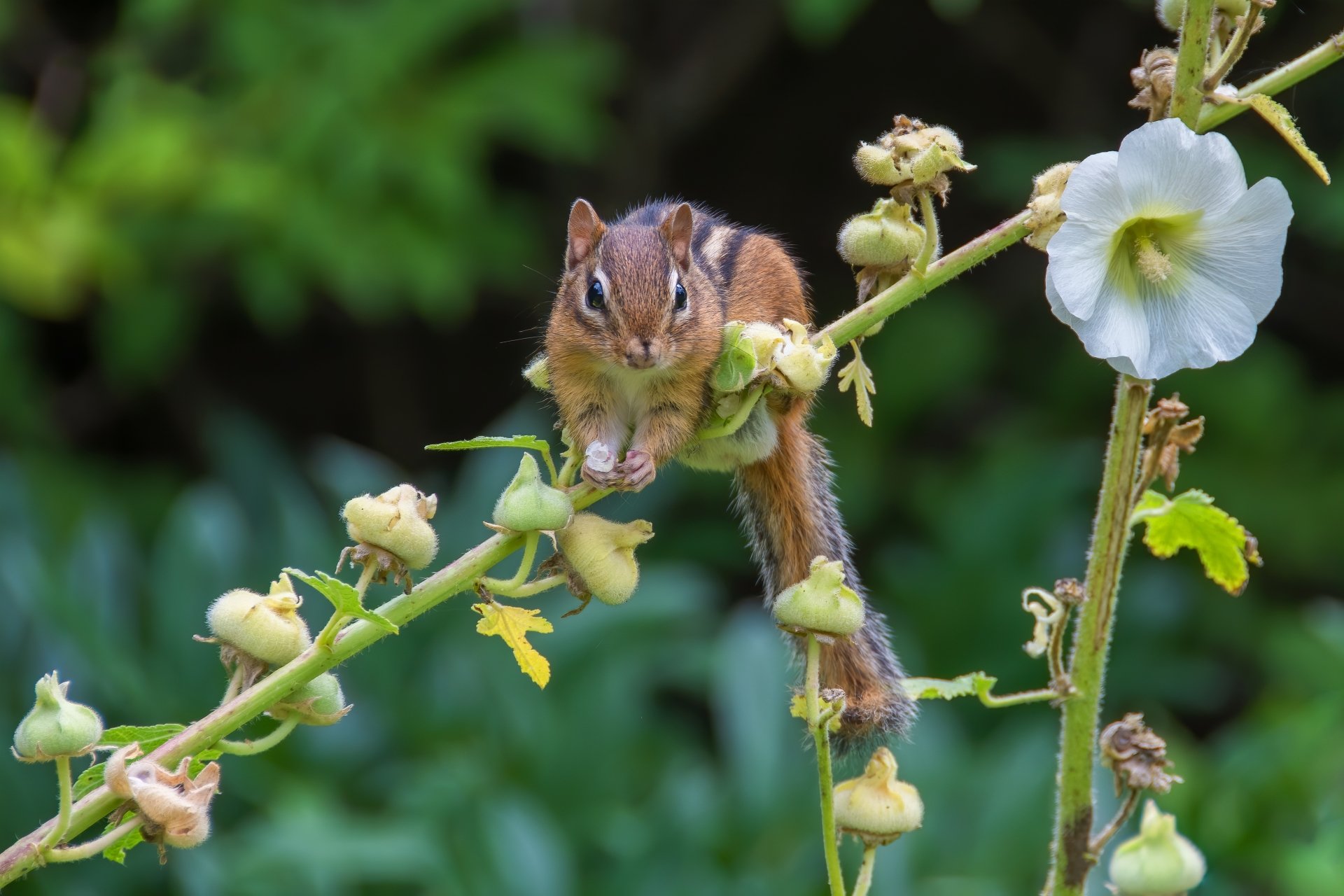 Download Rodent Flower Animal Chipmunk 4k Ultra HD Wallpaper ...