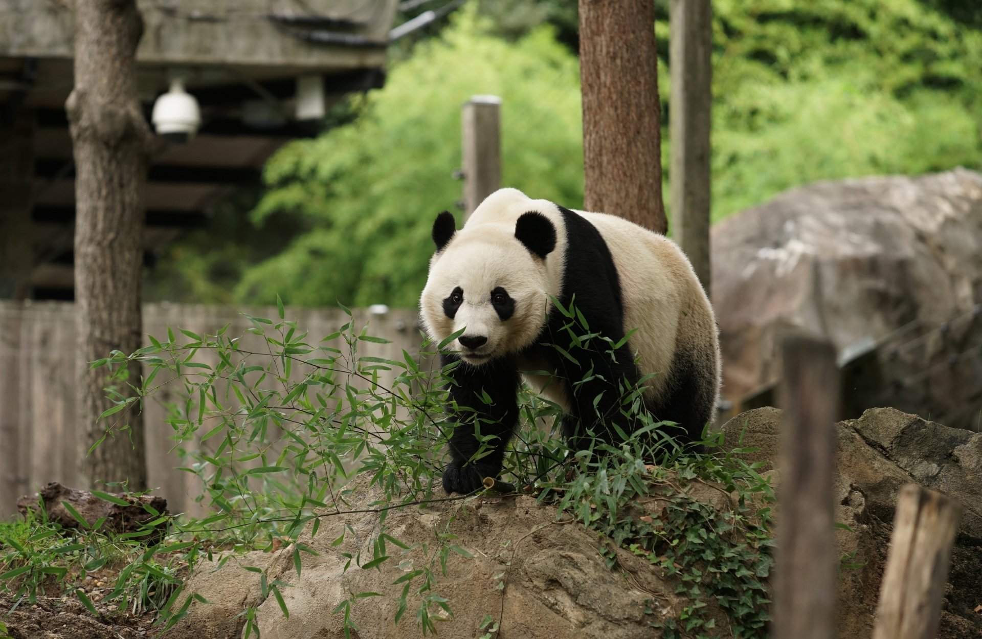 Panda HD Wallpaper | Background Image | 3732x2428 | ID:1096767