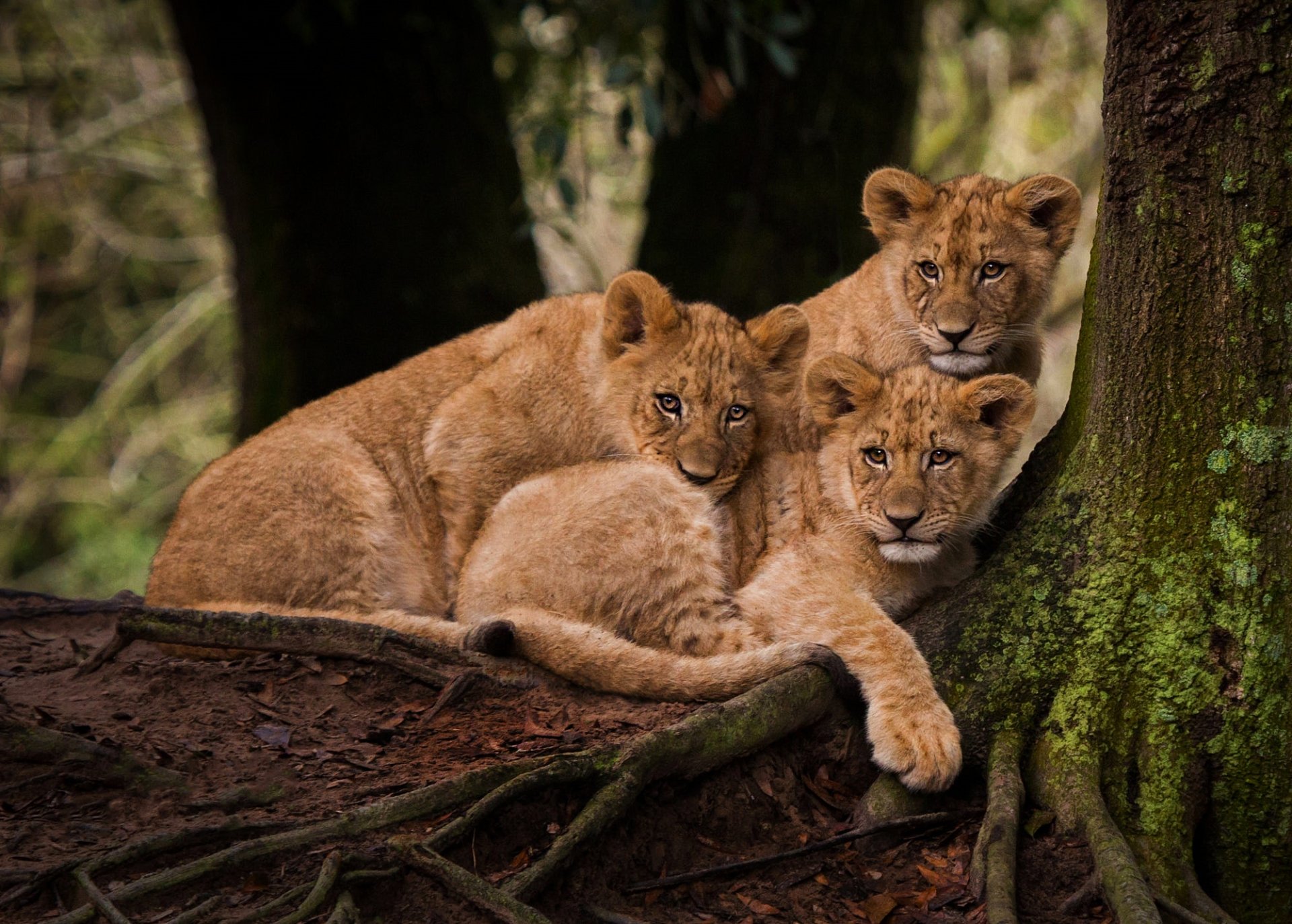 Download Cub Baby Animal Animal Lion HD Wallpaper