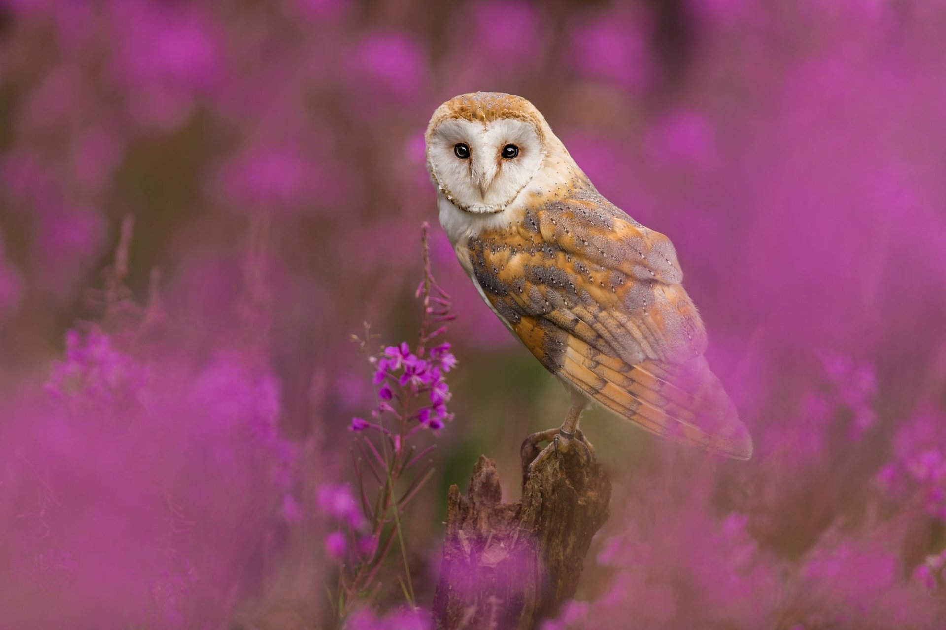 Download Purple Flower Bird Owl Animal Barn Owl HD Wallpaper