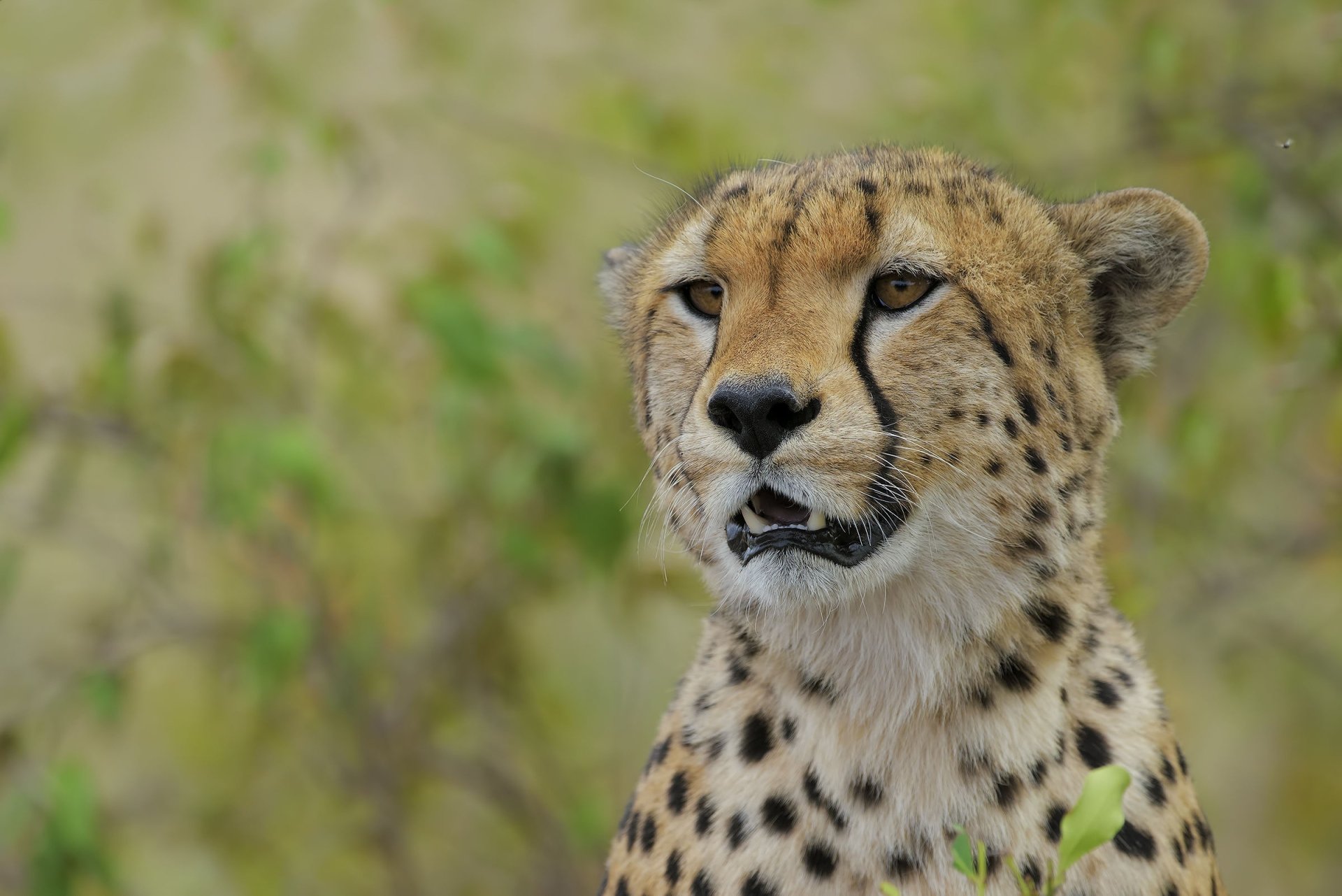 Download Animal Cheetah HD Wallpaper