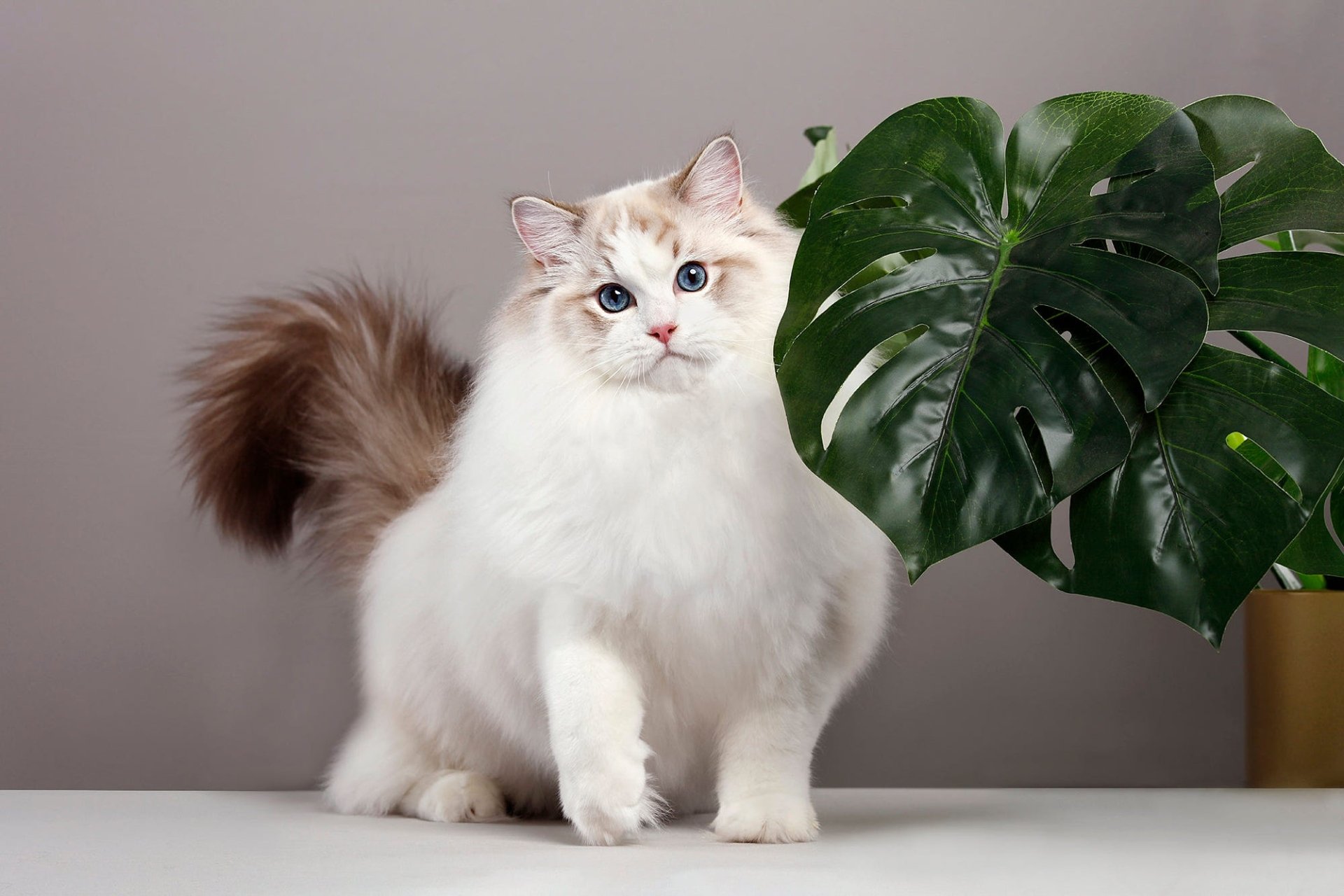 HD desktop wallpaper showing a fluffy white Ragdoll cat with blue eyes standing beside a large Monstera leaf on a soft gray background.