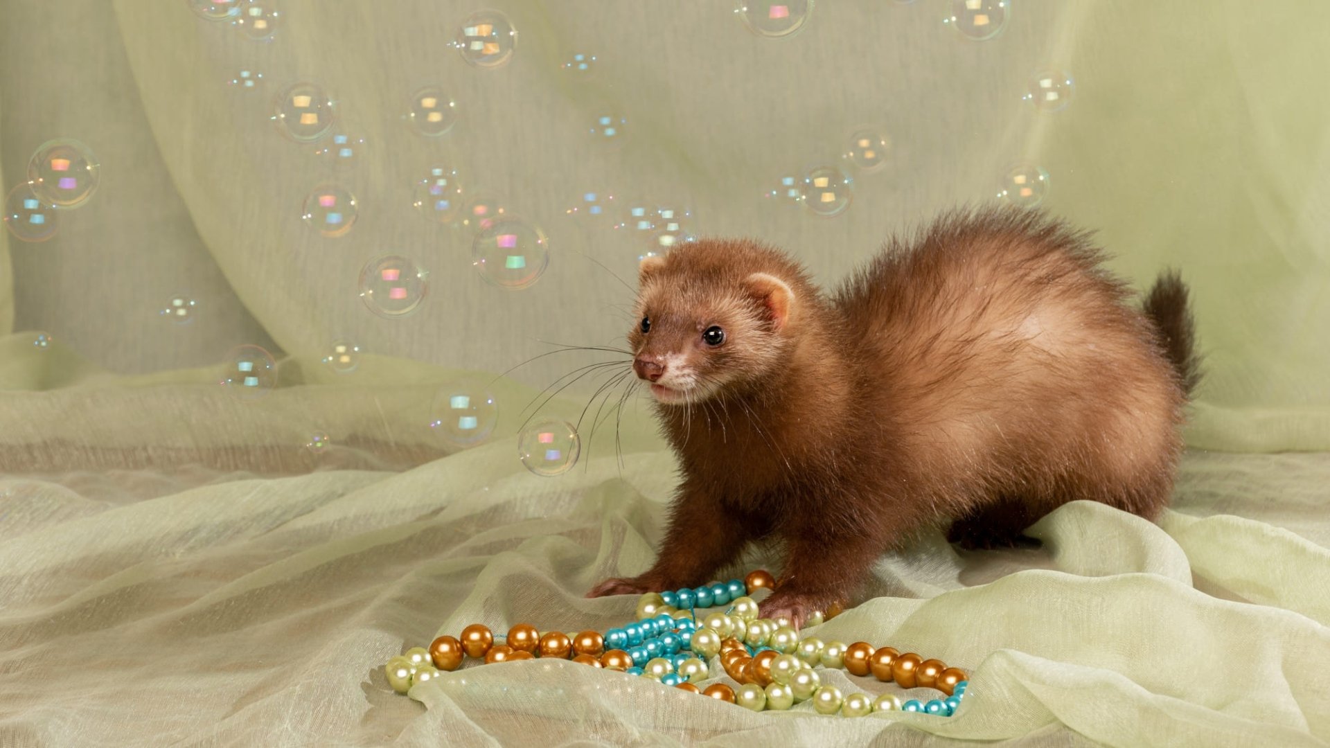 Download Pearl Animal Ferret HD Wallpaper