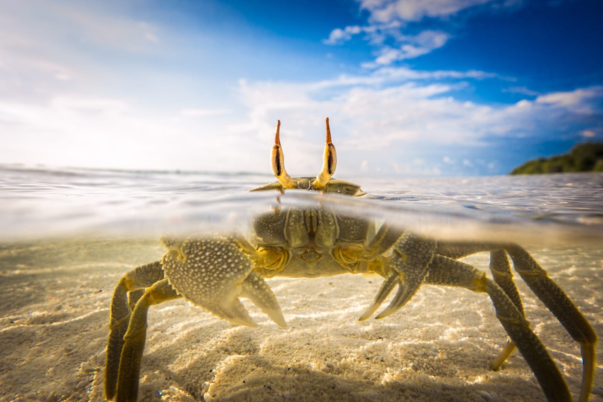 Download Sea Life Animal Crab HD Wallpaper