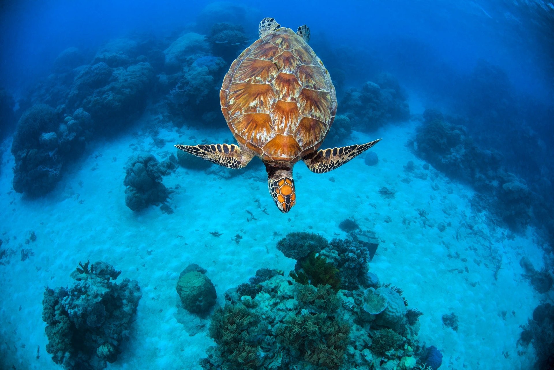 HD PC desktop wallpaper background showing underwater sea life: a turtle (animal) gliding over coral in clear blue water.
