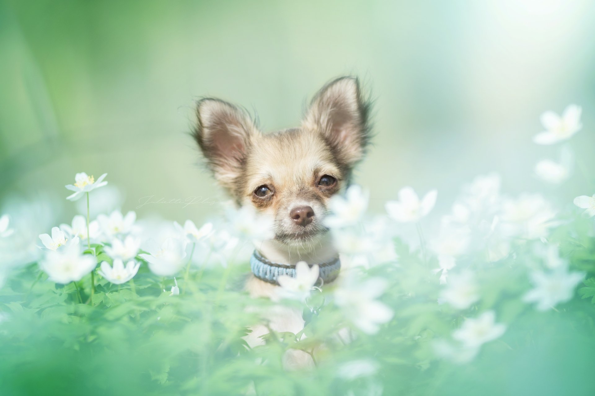 Download Dog Flower Animal Chihuahua 4k Ultra HD Wallpaper