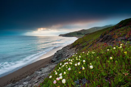 USA California vegetation coast nature ocean HD Desktop Wallpaper | Background Image