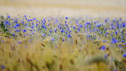 A vibrant summer field of blue cornflowers in full bloom, captured in stunning 4K Ultra HD, showcasing the beauty of nature.