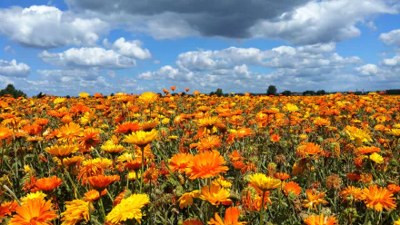 4K Ultra HD PC desktop background: a summer nature field of orange calendula flowers beneath a blue sky dotted with white clouds.