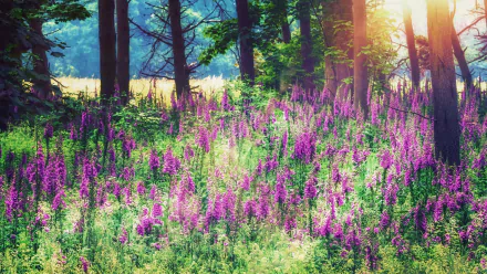 forest foxgloves nature flower HD Desktop Wallpaper | Background Image