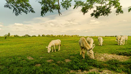 pasture Animal donkey HD Desktop Wallpaper | Background Image