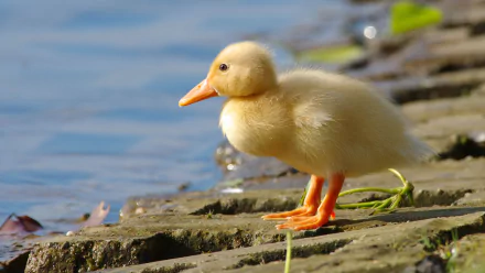 duckling Animal duck HD Desktop Wallpaper | Background Image