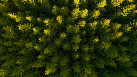 spruce nature forest photography aerial HD Desktop Wallpaper | Background Image