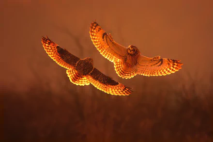 Two short-eared owls soar against a glowing orange sunset, captured in an HD PC desktop wallpaper showcasing the beauty of these birds in flight.