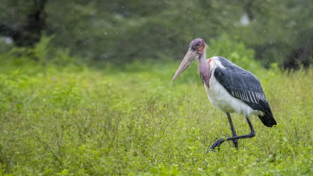 Marabou Stork