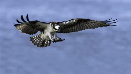 flight bird wings Animal Osprey (bird) HD Desktop Wallpaper | Background Image