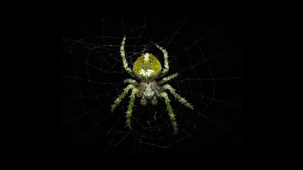 Animal spider HD Desktop Wallpaper | Background Image