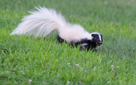 HD PC desktop wallpaper featuring a black and white skunk with a bushy tail walking on green grass.