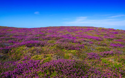 A vibrant field of purple heather flowers stretches beneath a clear blue sky, showcasing nature's beauty in this HD PC desktop wallpaper.