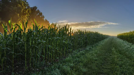 nature cornfield HD Desktop Wallpaper | Background Image