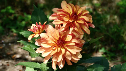 nature dahlia HD Desktop Wallpaper | Background Image