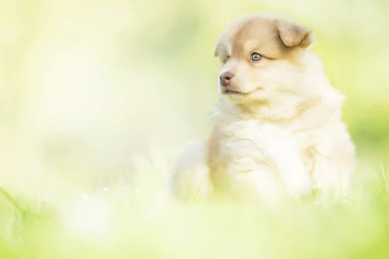 baby animal finnish lapphund dog Animal puppy HD Desktop Wallpaper | Background Image