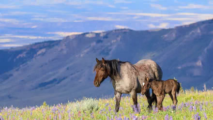 A foal and its mother horse stand in a colorful wildflower meadow with mountains in the background, captured in 4K Ultra HD as a PC desktop wallpaper.