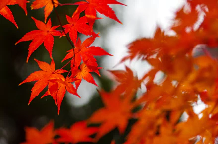maple leaf fall nature leaf HD Desktop Wallpaper | Background Image